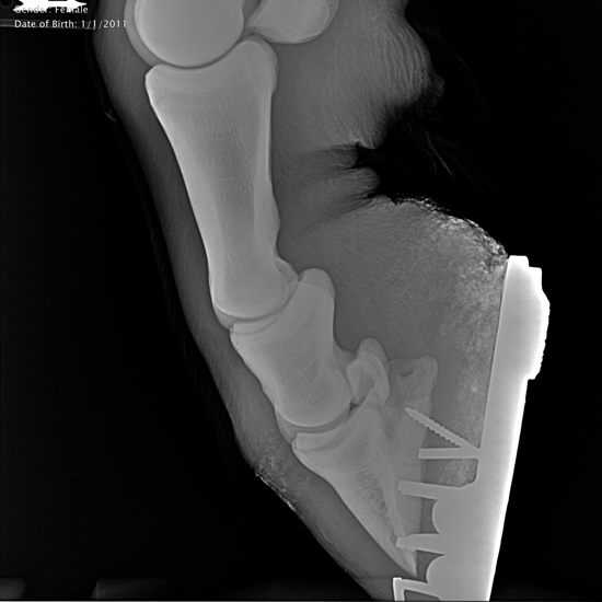 Diagnostic Imaging