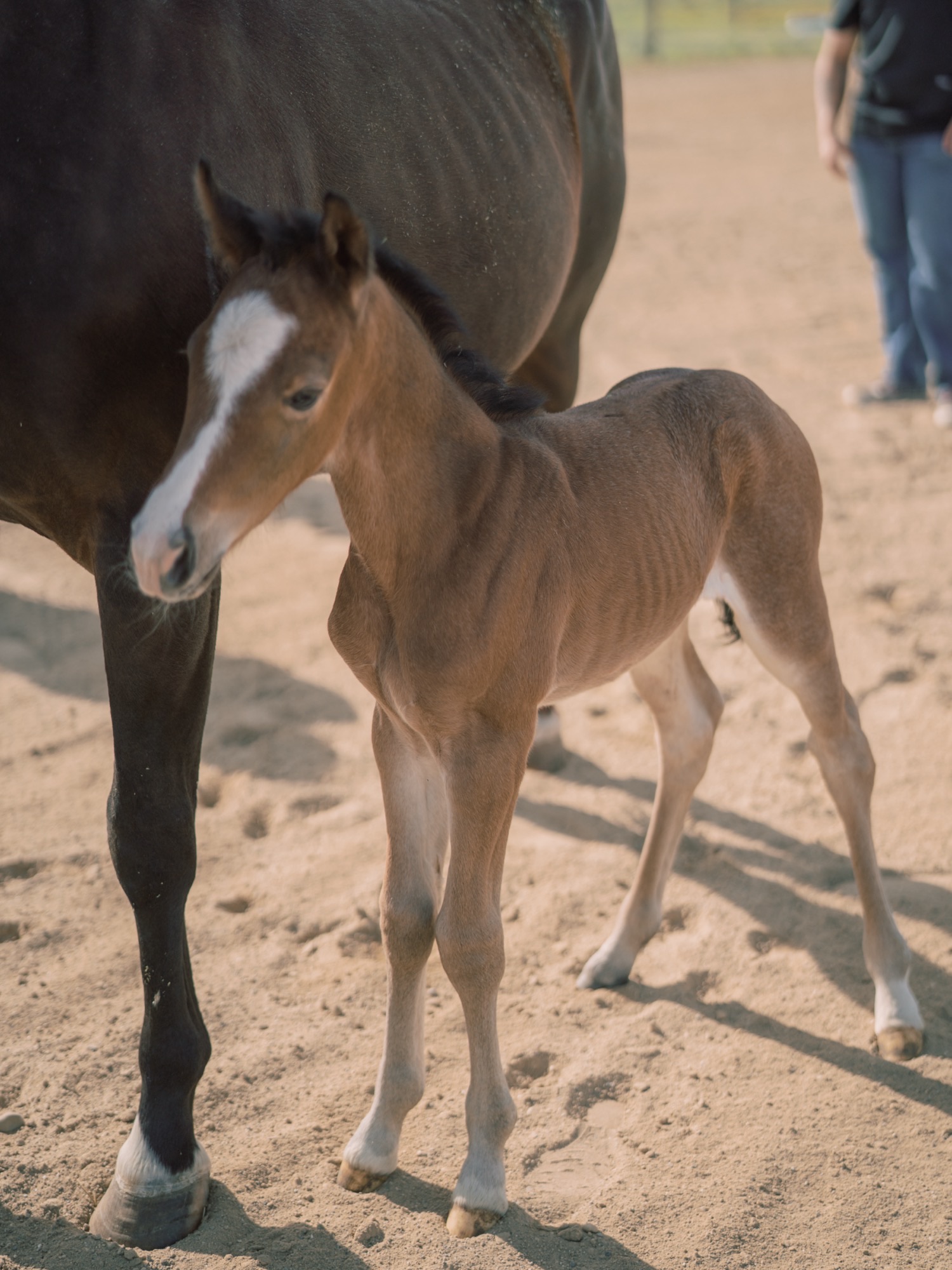 Foaling Services Image