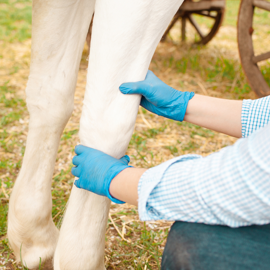 Lameness and Injuries