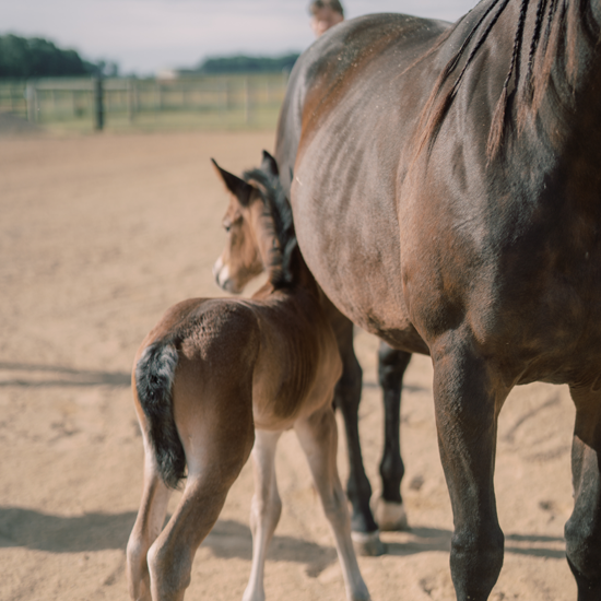Reproduction, Foaling, and Neonatal Care