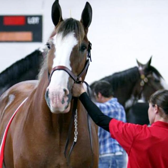 Veterinary Sales Preparation